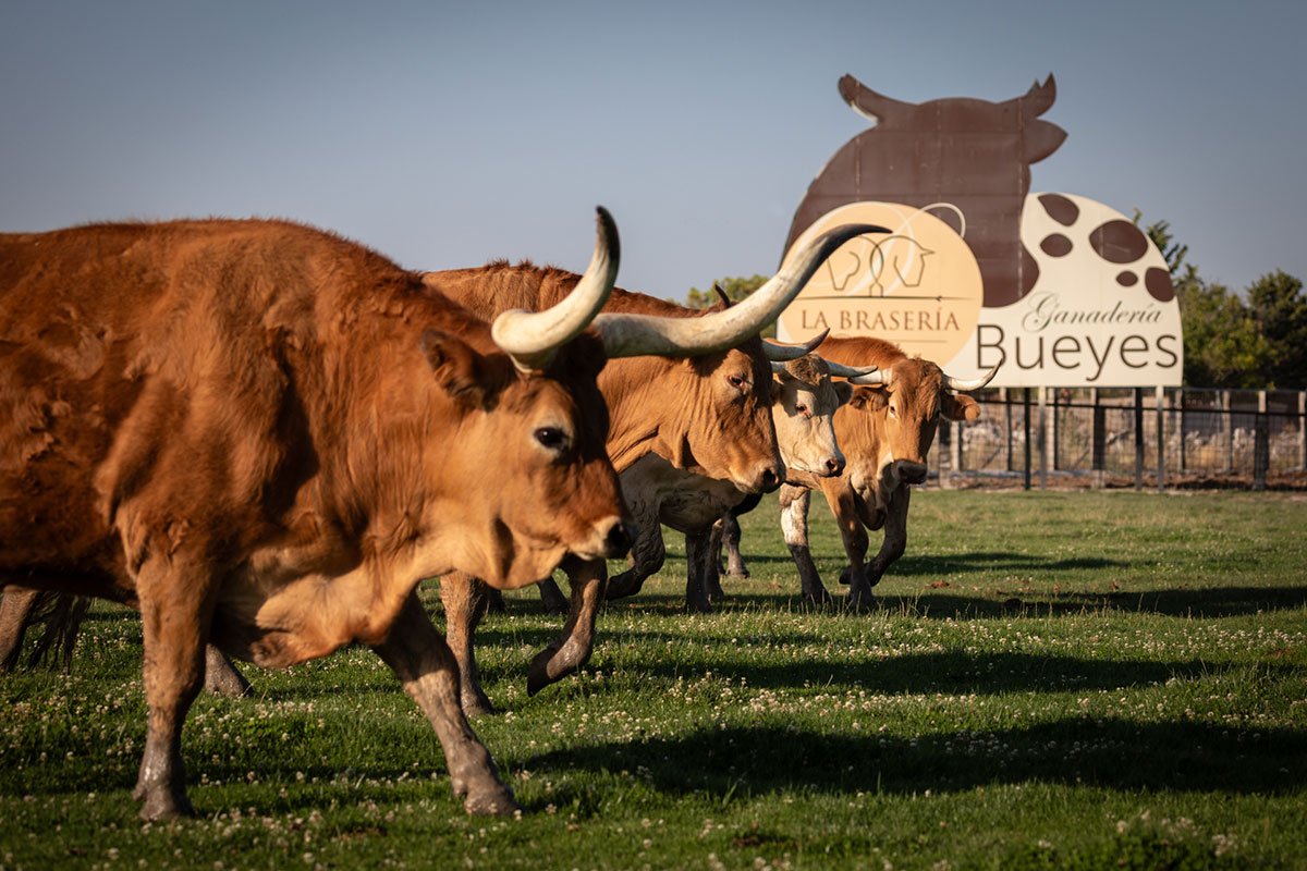 Carne de buey en Cuéllar